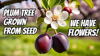 How to Grow a Plum Tree from Seed  Flowering at 74 Months [upl. by Maffa]