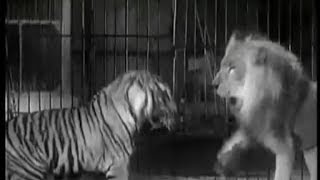 Tiger vs Lion  Ultimate Killer Vs The Ultimate Warrior [upl. by Zenobia]