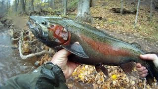 Oak Orchard STEELHEAD [upl. by Illek]