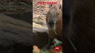 Capybara Munching Away 🐹🌿  The Worlds Chillest Snack [upl. by Theressa]