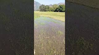 खेतों में सिंचाई का काम  lifestylevlog nature farmarvlog shortsviral [upl. by Edythe]