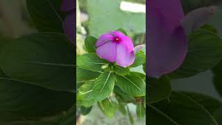 Periwinkle flower periwinkle flowerlovers indianflower [upl. by Mcgruter]