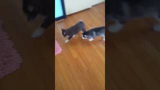 8 week old pomsky puppies playing [upl. by Brunn669]