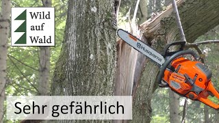 🌲Baumfällung extrem gefährliches Sturmholz  extremely dangerous tree felling with 550 Mark 2 [upl. by Cynthie]