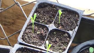 How To Start African Daisies From Seed And Seedlings Update How To Start osteospermum flower seeds [upl. by Francie]