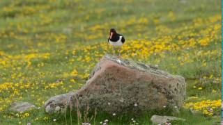 What does an oystercatcher sound like [upl. by Reve]