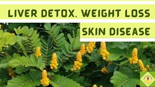 Liver DetoxWeight LossSkin Disease Wonders Of Cassia AlataSenna Alata [upl. by Lilas761]