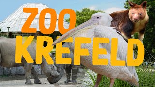 Zoo Krefeld  Klein aber oho  ZooEindruck [upl. by Philender]