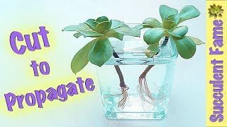 Cuttings How to Propagate Succulents PART 2 Plus Inverted Planting [upl. by Harrow]