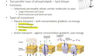 Microbiology  Chapter 4 Part 2 [upl. by Sara-Ann887]