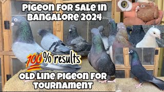 Old line Pigeon for Sale in Bangalore 2024 sold out [upl. by Dumanian]