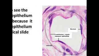 Simple squamous epithelium endothelium endocardium mesothelium [upl. by Innavoeg]