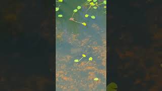 Florida Everglades Shark Valley Huge Alligator and Huge Softshell Turtle From Above Viewing Point [upl. by Geffner]