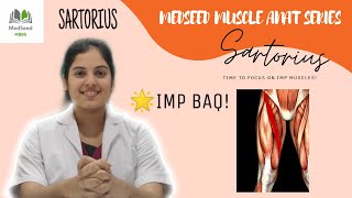 SARTORIUS Muscle Anatomy Origin Insertion Innervation Action and Special features [upl. by Janeen665]