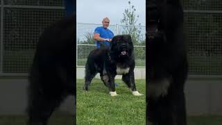 Caucasian Shepherd Dog 🐶 One Of The Biggest Dog Breeds In The World 😱🔥 shorts dog [upl. by Fagan]