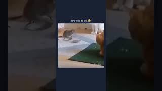 Tom and Jerry Origins 🤣🤣 funnyshorts petlover runaway [upl. by Dwain756]