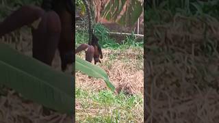 Bat 🦇 feeding on Banana blossom 🌼 [upl. by Ylro]