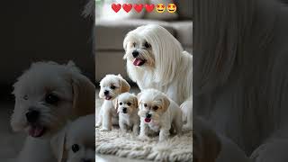 Snuggle Time with Maltese Mom and Puppies ❤️❤️❤️❤️ musica lyrics cover song maltesers morkie [upl. by William]