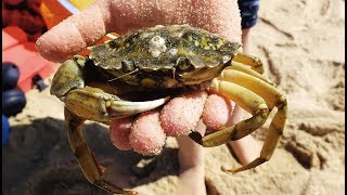 Carcinus maenas  Strandkrabben  Shore Crabs [upl. by Dorahs]