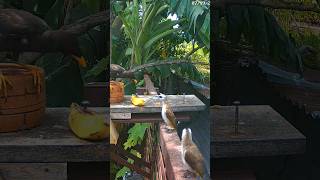 BLACK Myna  Yellowvented bulbul feeder [upl. by Rim]