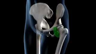 Hip Joint Range of Movement  3D Medical Animation  ABP © [upl. by Evette]