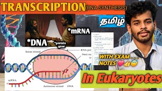 TranscriptioneukaryotestamilnotesprocessdiagramRna synthesisgene expressioncsir netdna [upl. by Amrita]