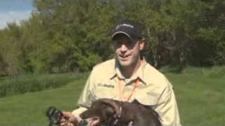 Pheasant Forever TV  Ep01 Training Young Dogs [upl. by Ahsimin]