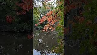 Autumn mood  Small lake  Pond  River  Forest [upl. by Sixel]