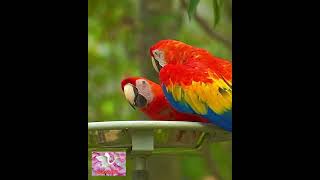 Beautiful Macaw Calling Sound parrotsound shorts youtubeshorts [upl. by Xonnel]