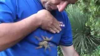 Handling one of the most dangerous tarantulas [upl. by Hussey667]