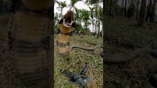 The Deadly Bite of the King Cobra Can Kill an Elephant in 3 HoursKing Cobra vs Elephant simulation [upl. by Aidnama732]