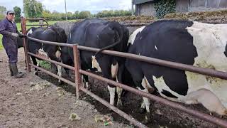 grooming the cows 🐄 on a Irish Farm [upl. by Tedra]