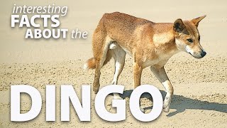 Interesting Facts about the Dingo [upl. by Breena]