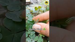 Oxalis Plant Ballistic Dispersal Mechanism amazingfacts [upl. by Htrow137]