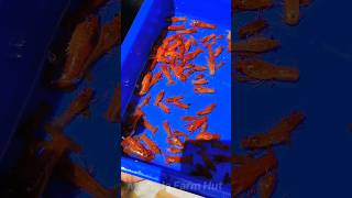 Crayfish ചാകര  guppy  platyCrayfish  guppy platy crayfish shrimps shorts aquarium [upl. by Arec]