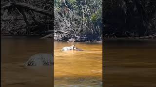 Jaguar Attacks Caiman Crocodile [upl. by Sheppard]