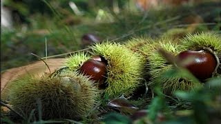 La raccolta e la conservazione delle castagne [upl. by Nastassia6]