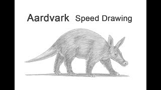 Aardvark Timelapse  Speed Drawing [upl. by Reinwald]