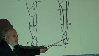 Anatomy of lower limb 55  Dermatomes and myotomes of lower limb   by Dr Wahdan [upl. by Nyrahtak505]