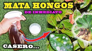 SOLUCIÓN DEFINITIVA a los HONGOS con este FUNGICIDA CASERO para plantas [upl. by Niwred]