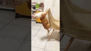 Orange Cat Behavior is wild 🤣fyp cat pets animals funny cute love shorts fun jabayrante [upl. by Donnie]