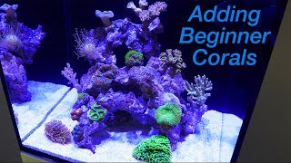 How To Maintain amp Care For Your Basic Saltwater Aquarium [upl. by Hurley]