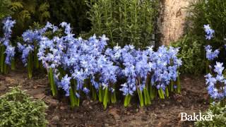 Timelapse  Siberian Squill [upl. by Aicilaana]