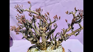 Tylecodon buchholzianus Bonsai Caudiciform Succulent  Episode 68 [upl. by Mundt]