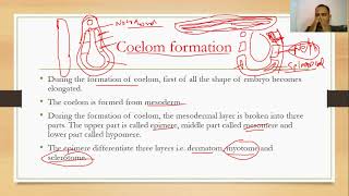 coelom formation in frog [upl. by Pembrook36]