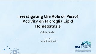 Investigating the Role of Piezo1 Activity in Microglia Lipid Homeostasis [upl. by Chrisoula]