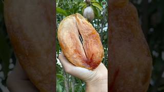 harvesting sapodilla in the garden shorts fruit harvest harvesting sapodilla garden [upl. by Robbins]