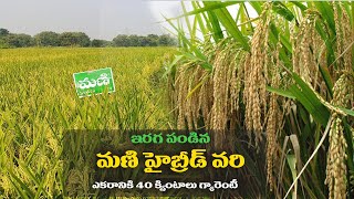 Paddy Variety Mani TMRH 114  Mani 114 Paddy Seeds Telugu  Mani 114 Hybrid Paddy  Agriculture [upl. by Corinne]