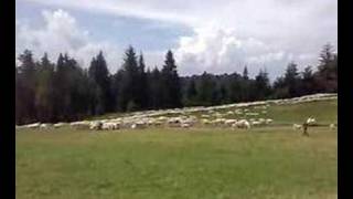 Sheep being herded in Polish Mountains [upl. by Ahsinra]