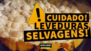 CUIDADOS COM LEVEDURAS SELVAGENS VOCÊ NÃO VAI QUERER PERDER SUA CERVEJA NÉ [upl. by Anah506]